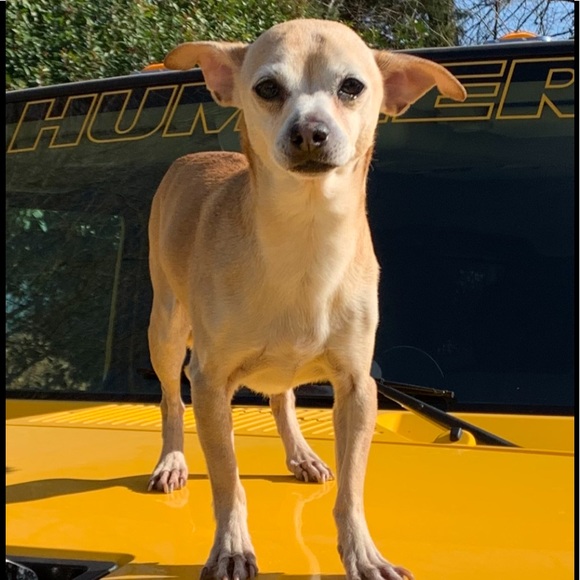 Meet your Posher, Rose - Picture 1 of 7